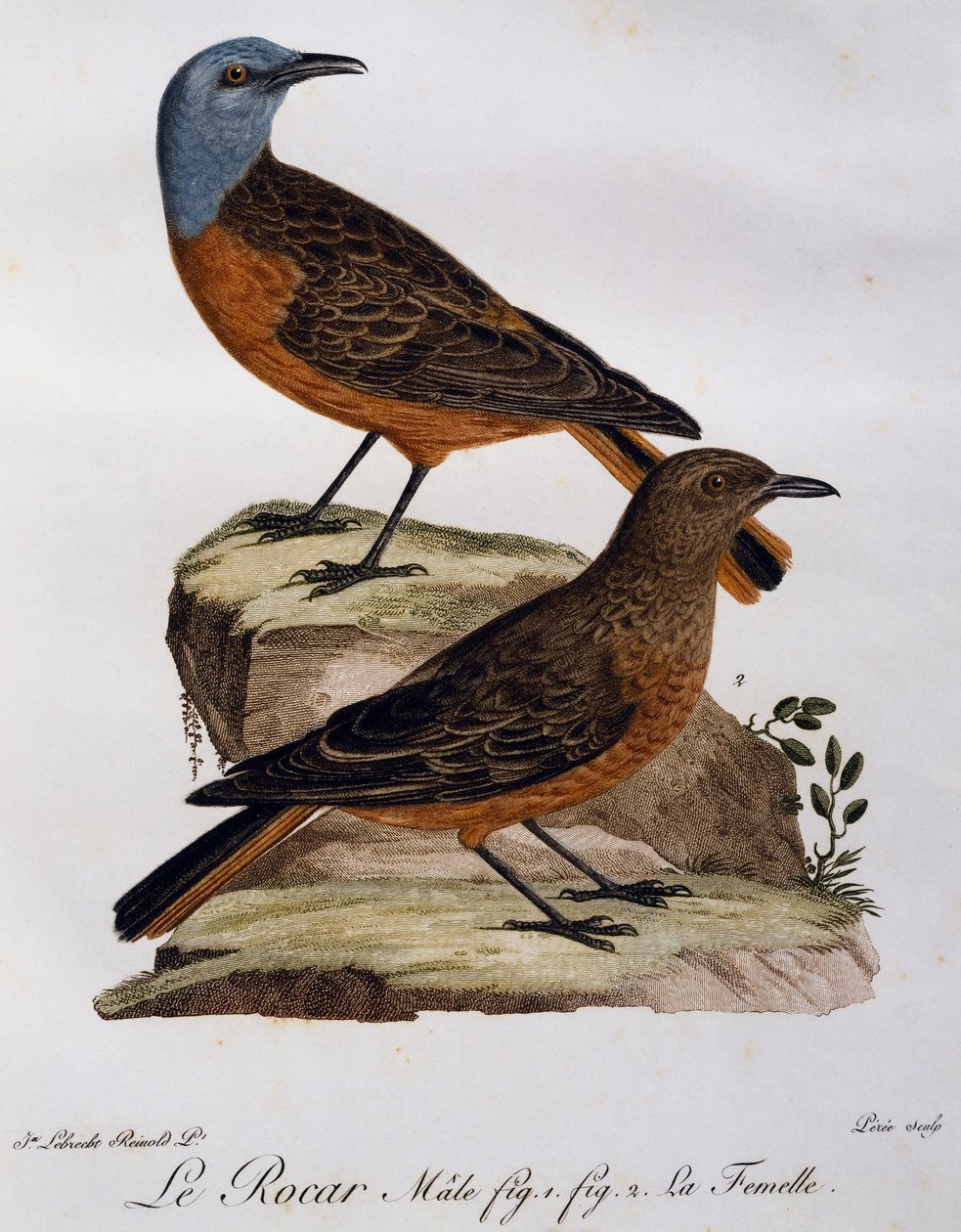 Hann og hunn av Cape Rock Thrush (Monticola rupestris), gravering fra Histoire Naturelle des Oiseaux d'Afrique av Francois Le Vaillant