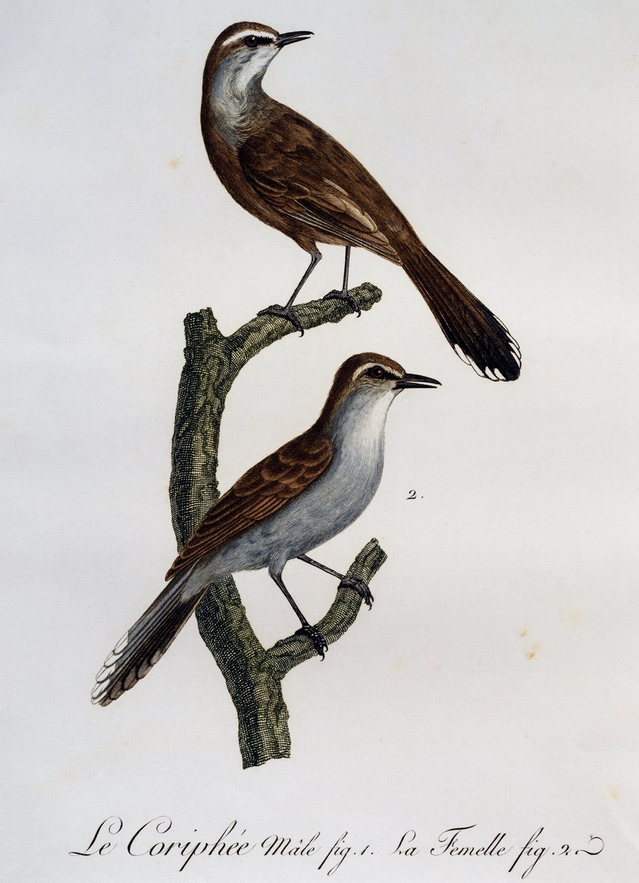 Hann og hunn av Karoo Scrub-Robin (Cercotrichas coryphoeus), gravering fra Histoire Naturelle des Oiseaux d'Afrique av Francois Le Vaillant