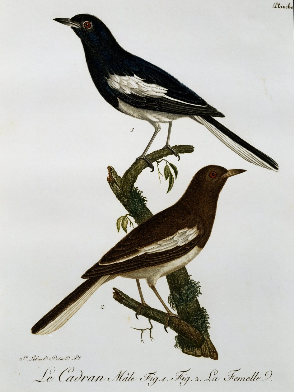 Hann og hunn av Oriental Magpie-robin (Copsychus saularis), gravering fra Histoire Naturelle des Oiseaux d
