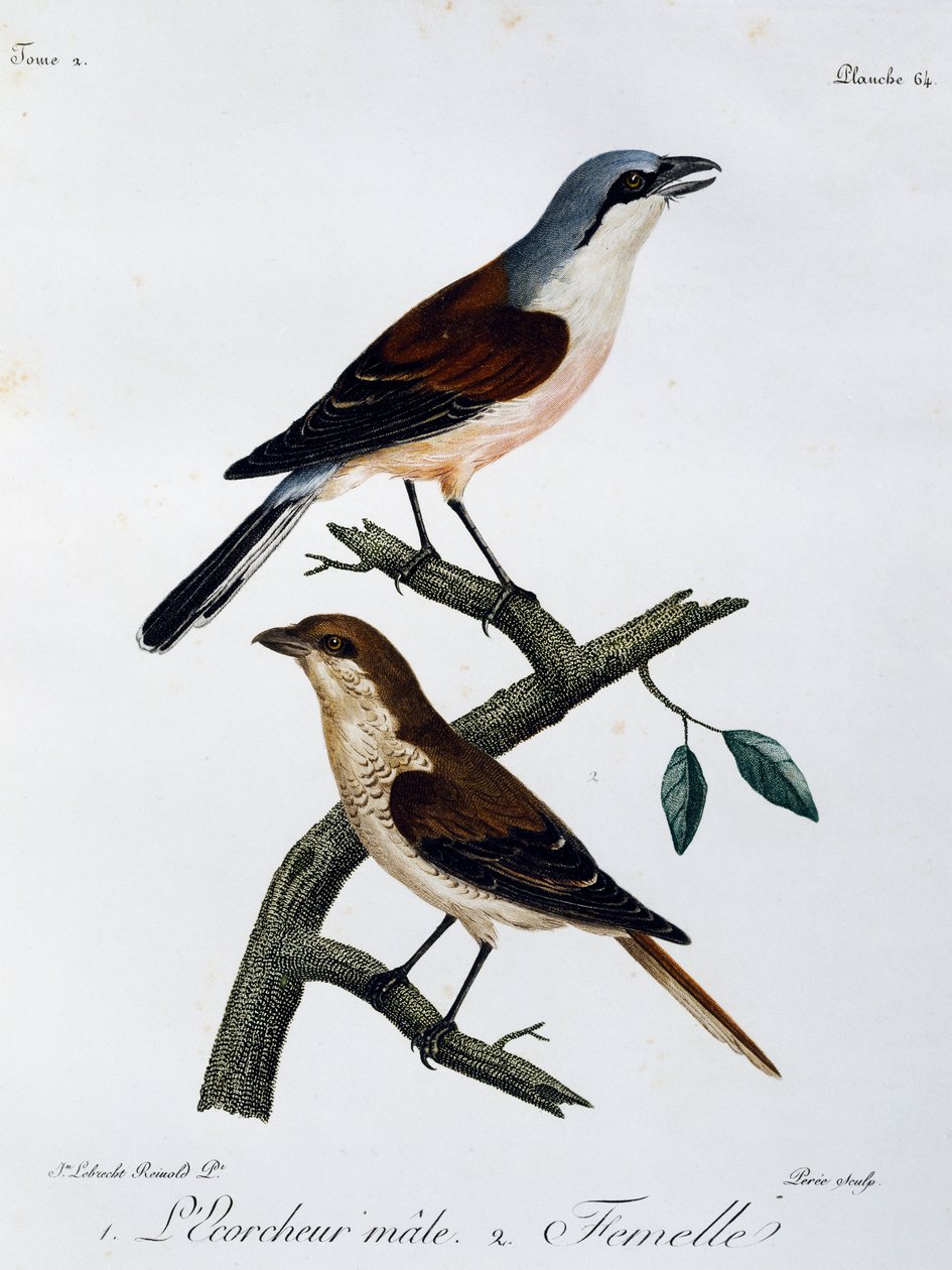 Hann og hunn av rødrygget Shrike (Lanius collurio), gravering fra Histoire Naturelle des Oiseaux d