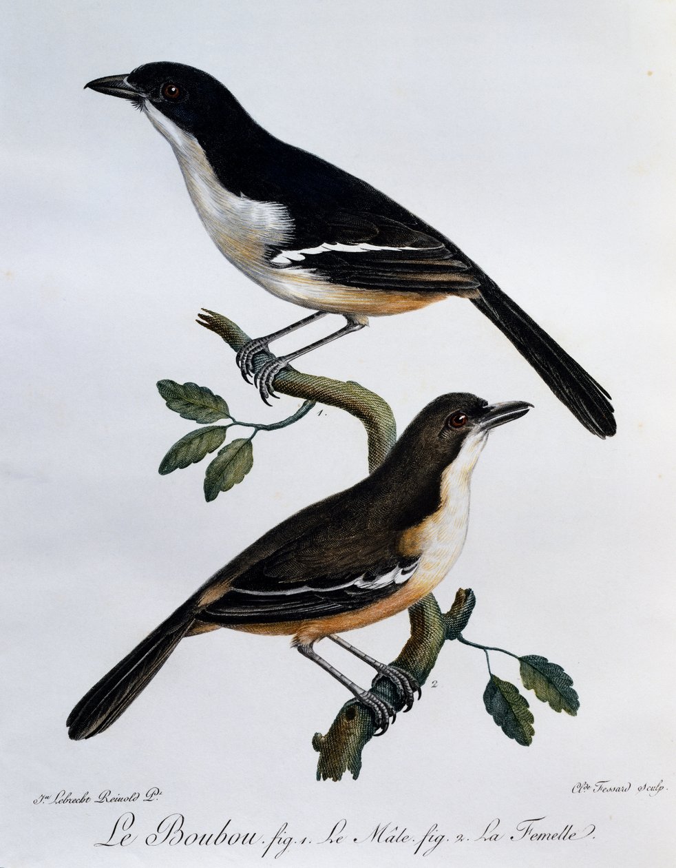 Hann og hunn av Southern Boubou (Laniarius ferrugineus), gravering fra Histoire Naturelle des Oiseaux d