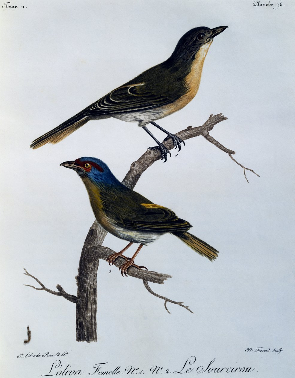 Olive Bushshrike (Telophorus olivaceus), gravering fra Natural History of African Birds av Francois Le Vaillant