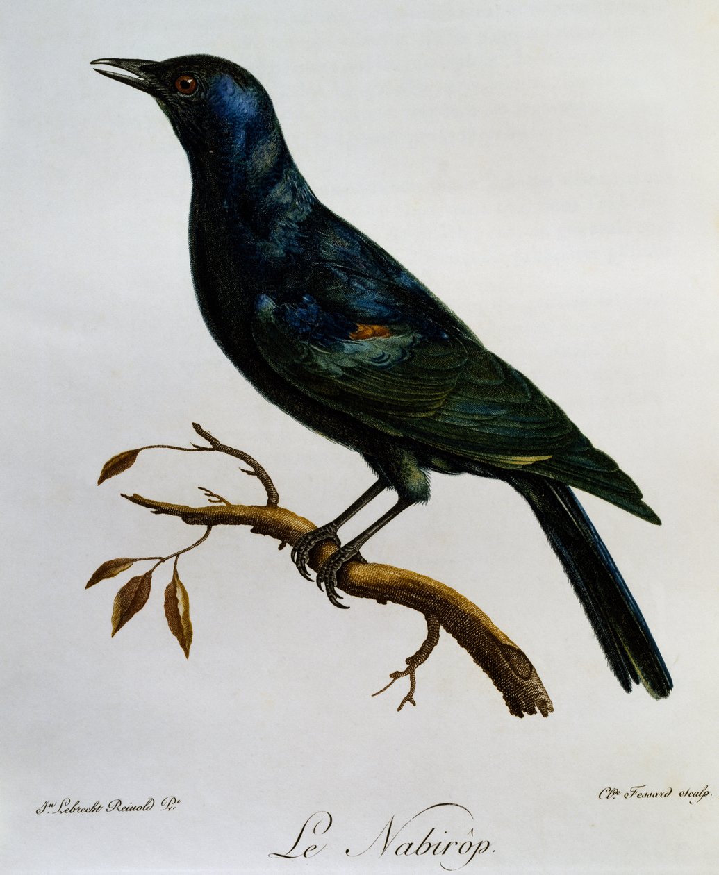 Blekvinget stær (Onychognathus nabouroup), gravering fra Natural History of African Birds av Francois Le Vaillant