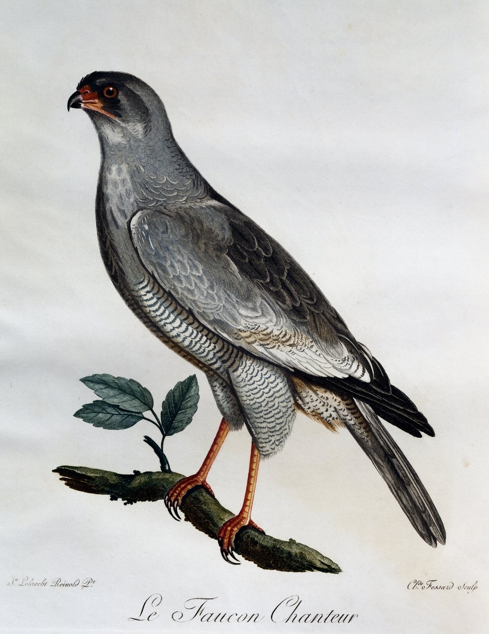 Pale Chanting-Goshawk (Melierax canorus), gravering fra Natural History of African Birds av Francois Le Vaillant