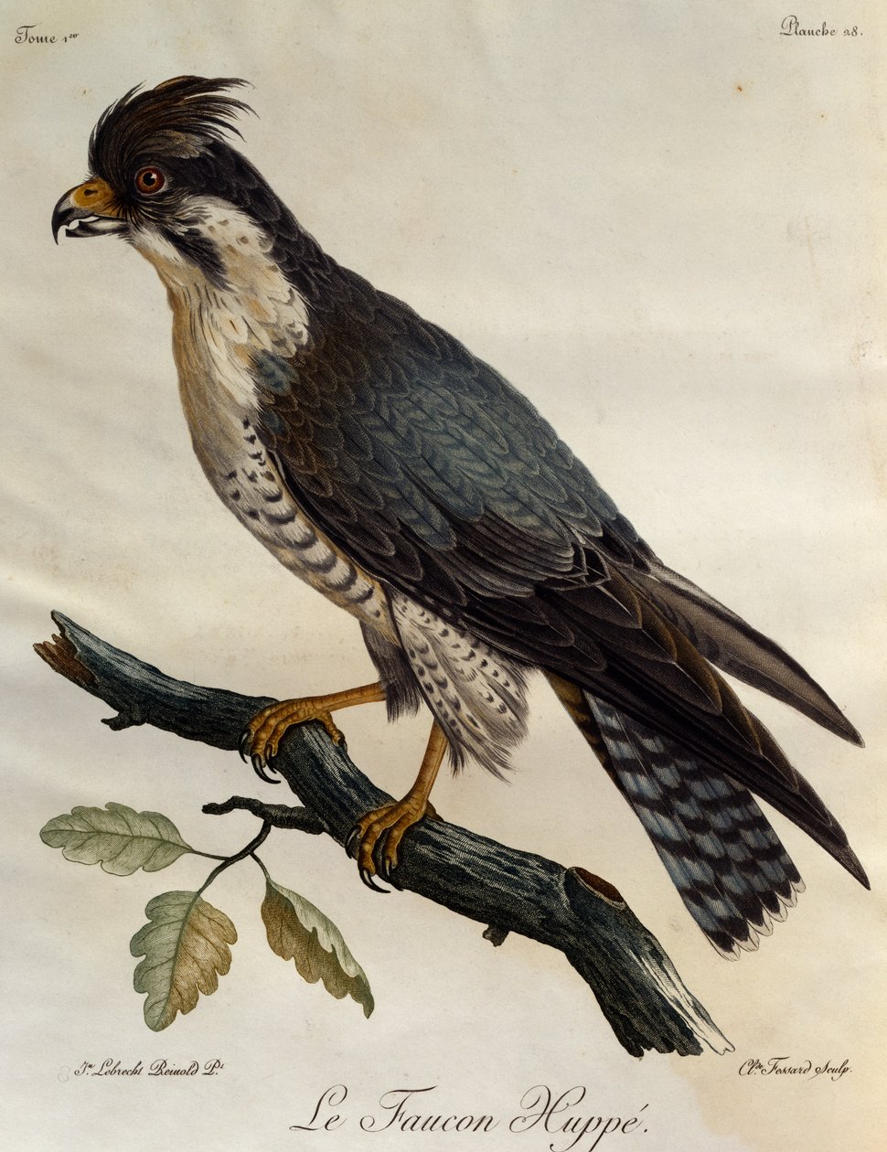 Peregrine Falcon (Falco peregrinus), gravering fra Natural History of the Birds of Africa av Francois Le Vaillant