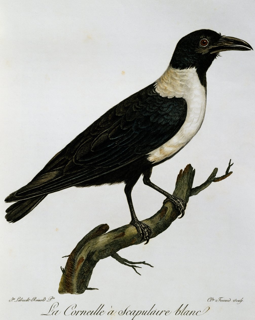 Pied Crow (Corvus albus), gravering fra Natural History of the Birds of Africa av Francois Le Vaillant