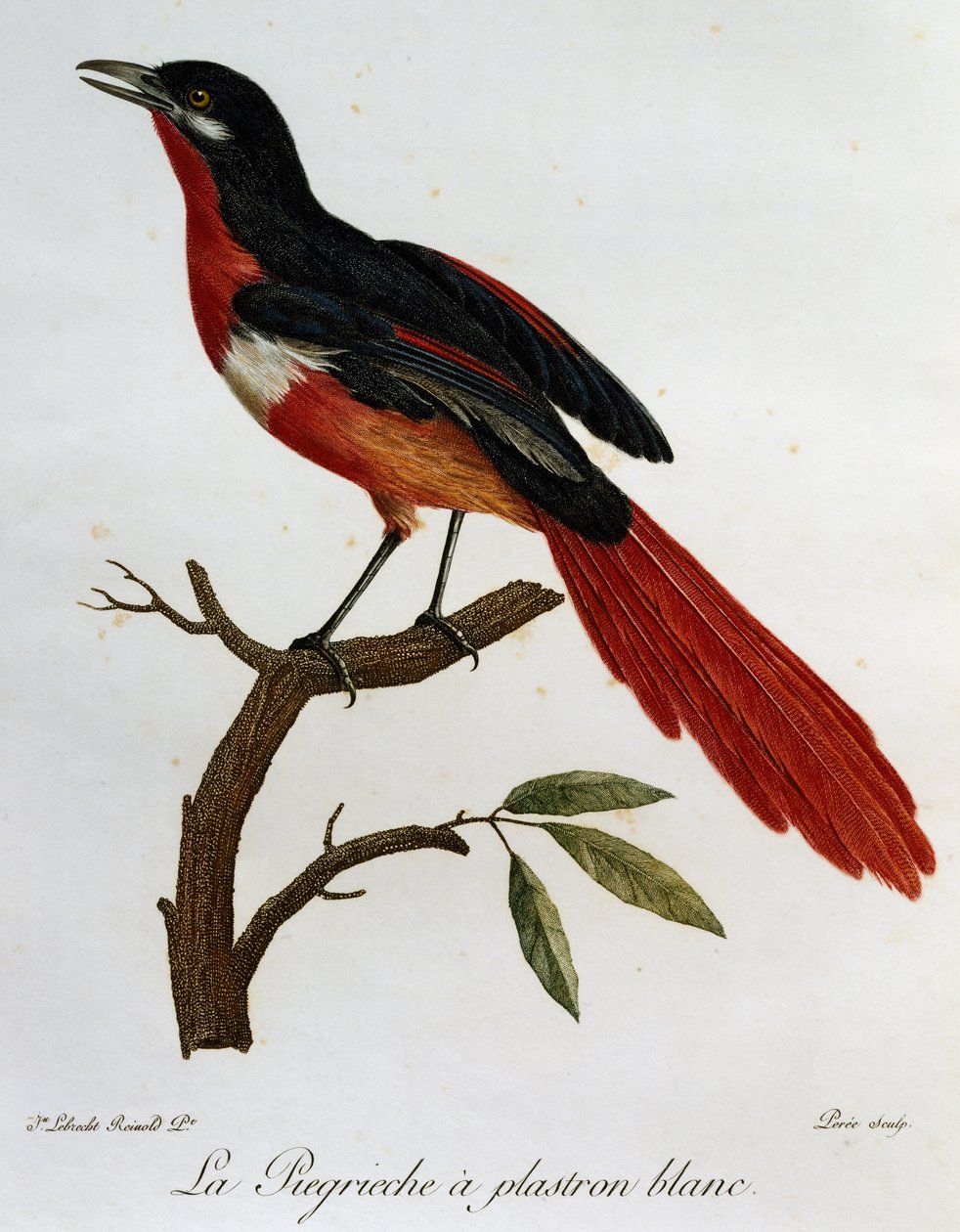 Hvitbrystet Piegriche (Lanius mystacus), gravering fra Histoire naturelle des Oiseaux d'Afrique av Francois Le Vaillant