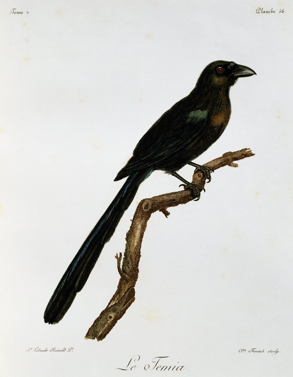 Racket-tailed Treepie (Crypsirina temia), gravering fra Natural History of African Birds av Francois Le Vaillant