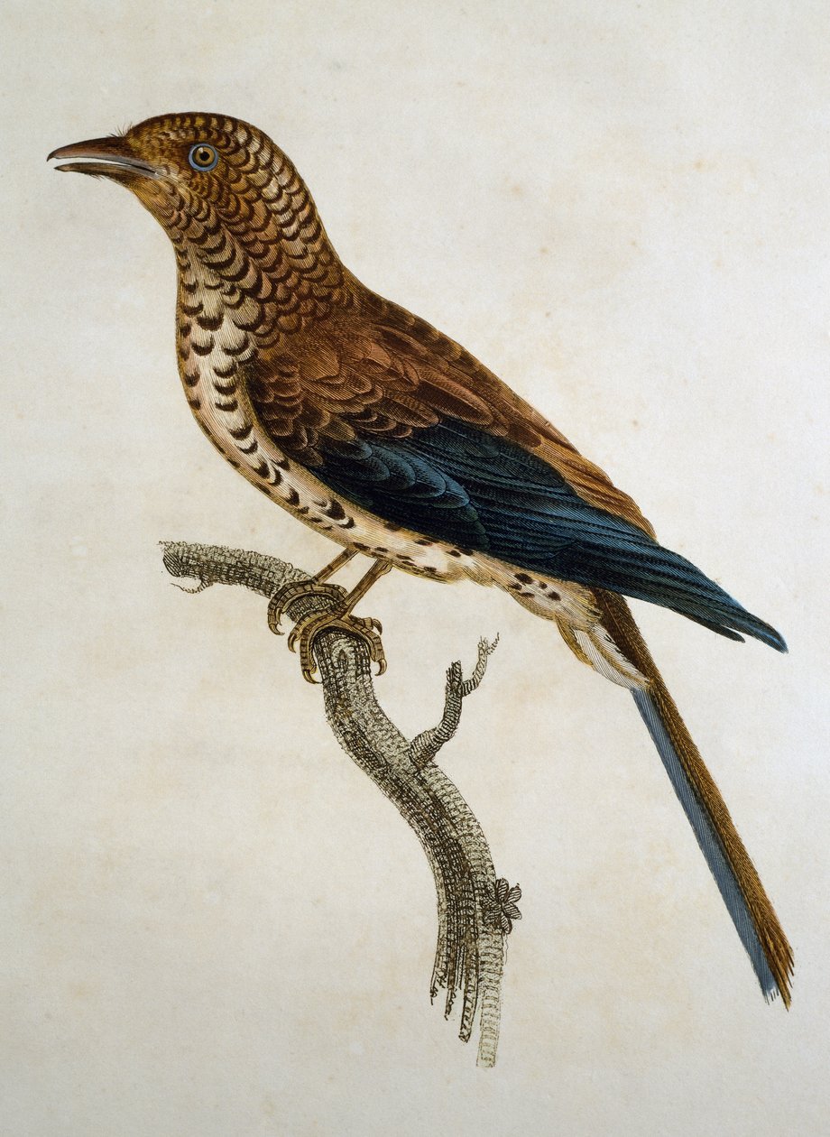Rødlokket lerke (Calandrella cinerea), gravering fra Histoire Naturelle des Oiseaux d'Afrique av Francois Le Vaillant (1753-1824), Frankrike av Francois Le Vaillant