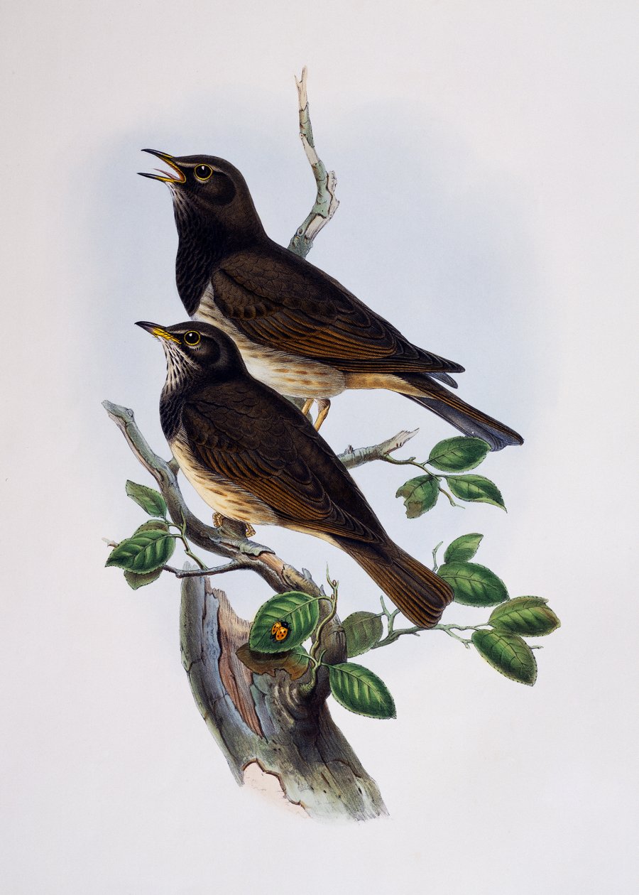 Rødskuldret blank stær (Lamprotornis nitens), gravering fra Histoire Naturelle des Oiseaux d