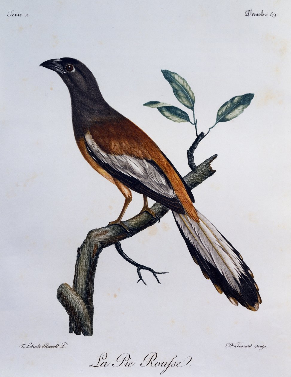 Rufous Treepie (Dendrocitta vagabunda), gravering fra Natural History of African Birds av Francois Le Vaillant