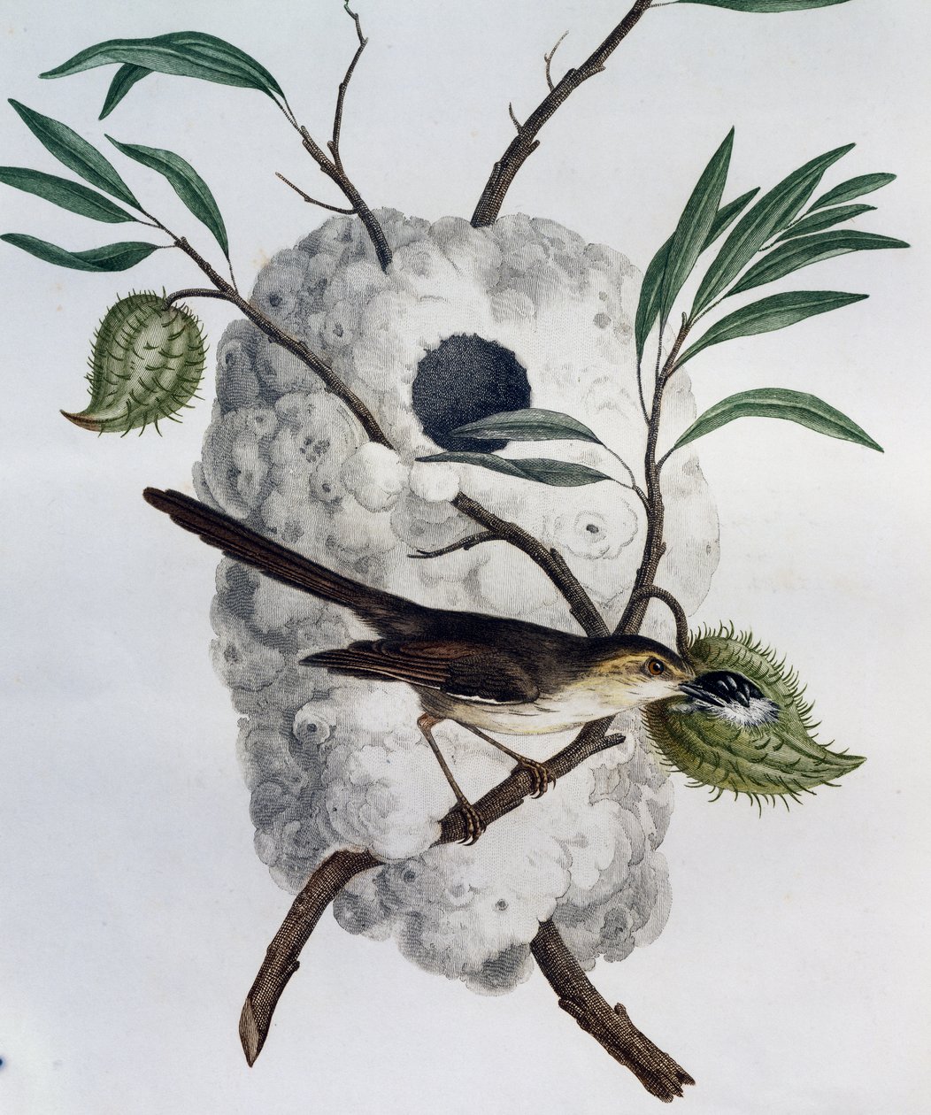 Tawny-flanked Prinia (Prinia subflava), gravering fra Natural History of African Birds av Francois Le Vaillant