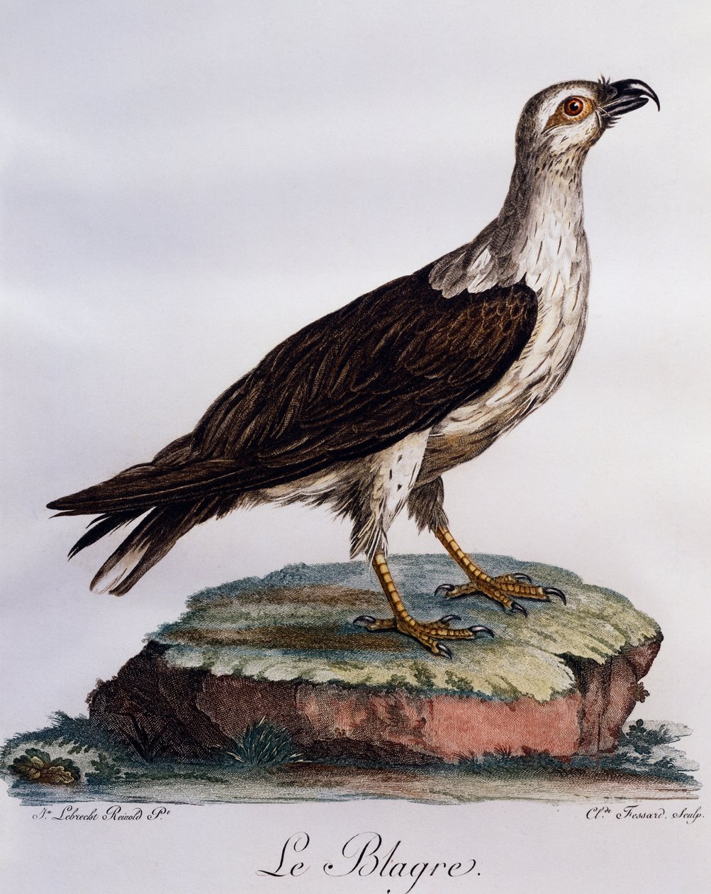 Hvitbuket fiskeørn (Haliaeetus leucogaster), gravering fra Histoire Naturelle des Oiseaux d