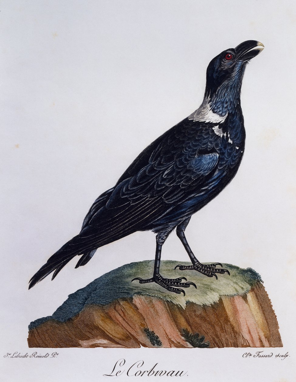 Hvithalset ravn (Corvus albicollis), gravering fra Natural History of African Birds av Francois Le Vaillant