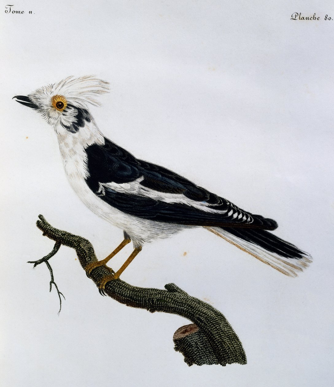 White Helmetshrike (Prionops plumatus), gravering fra Natural History of African Birds av Francois Le Vaillant