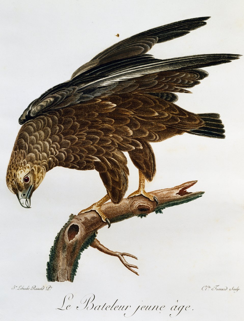Young Bateleur (Terathopius ecaudatus), gravering fra Histoire Naturelle des Oiseaux d'Afrique av Francois Le Vaillant