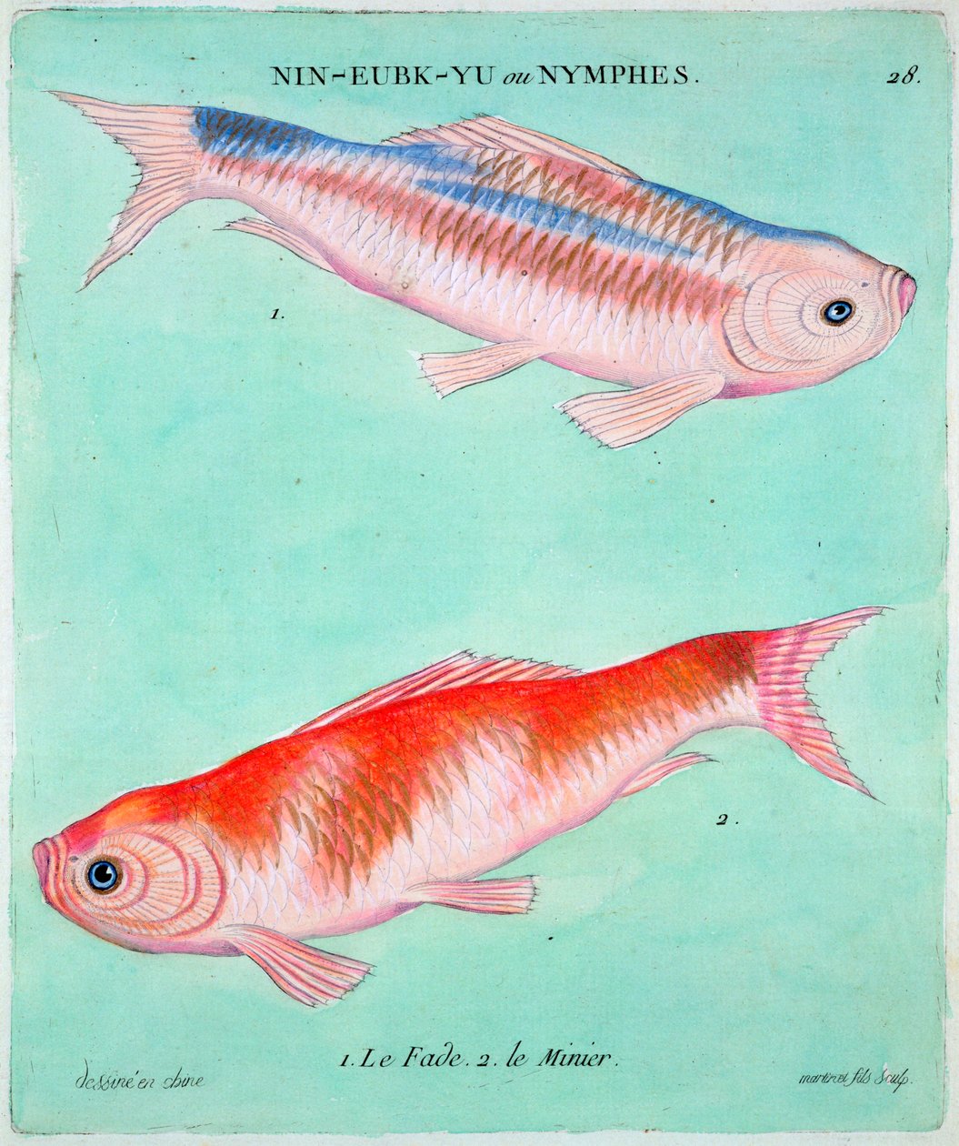 Kinesisk gullfisk, 1700-tallet av Francois Nicolas Martinet