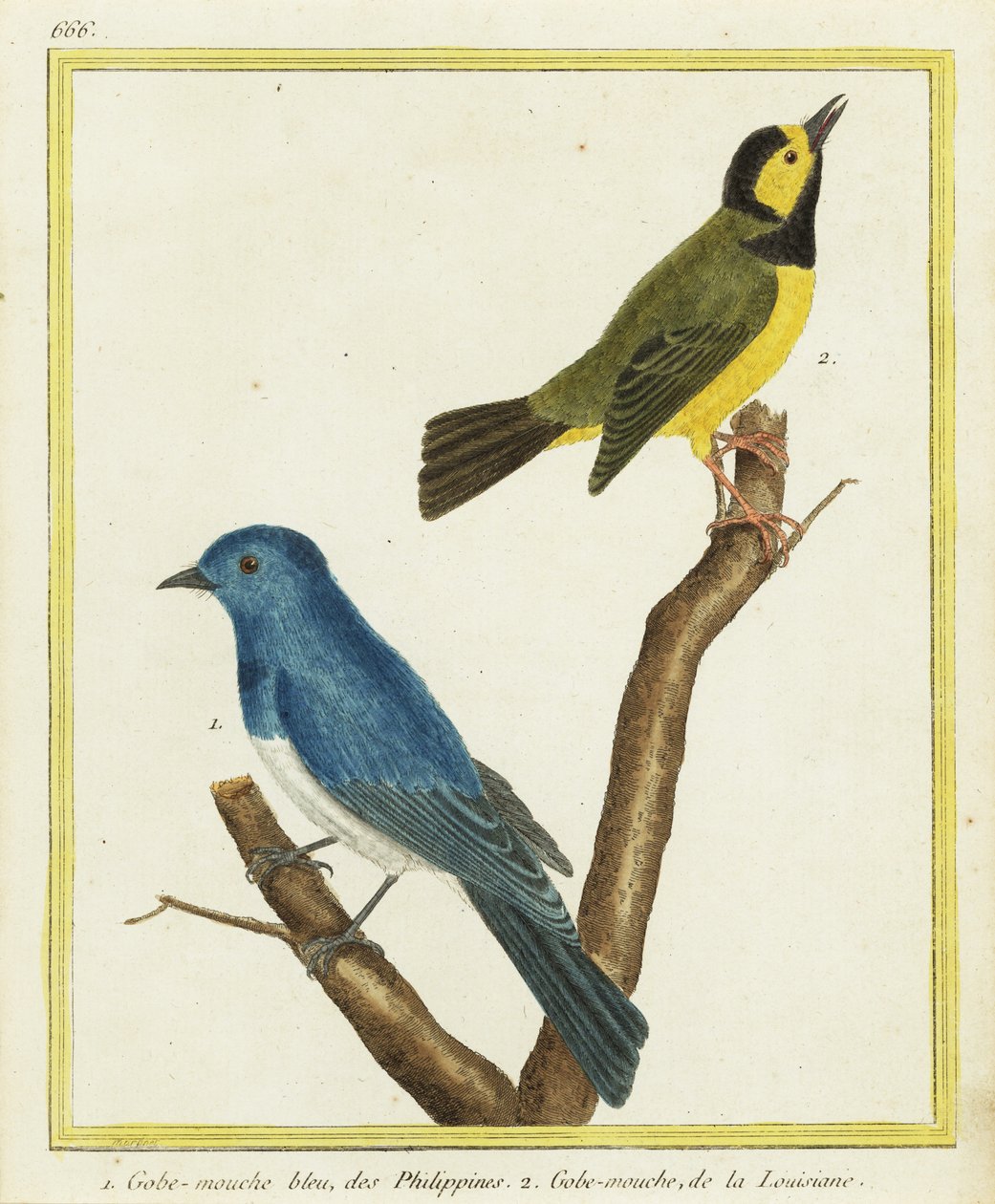 Svartnavet monark, Hypothymis azurea 1, og hettesanger, Setophaga citrina 2 av Francois Nicolas Martinet