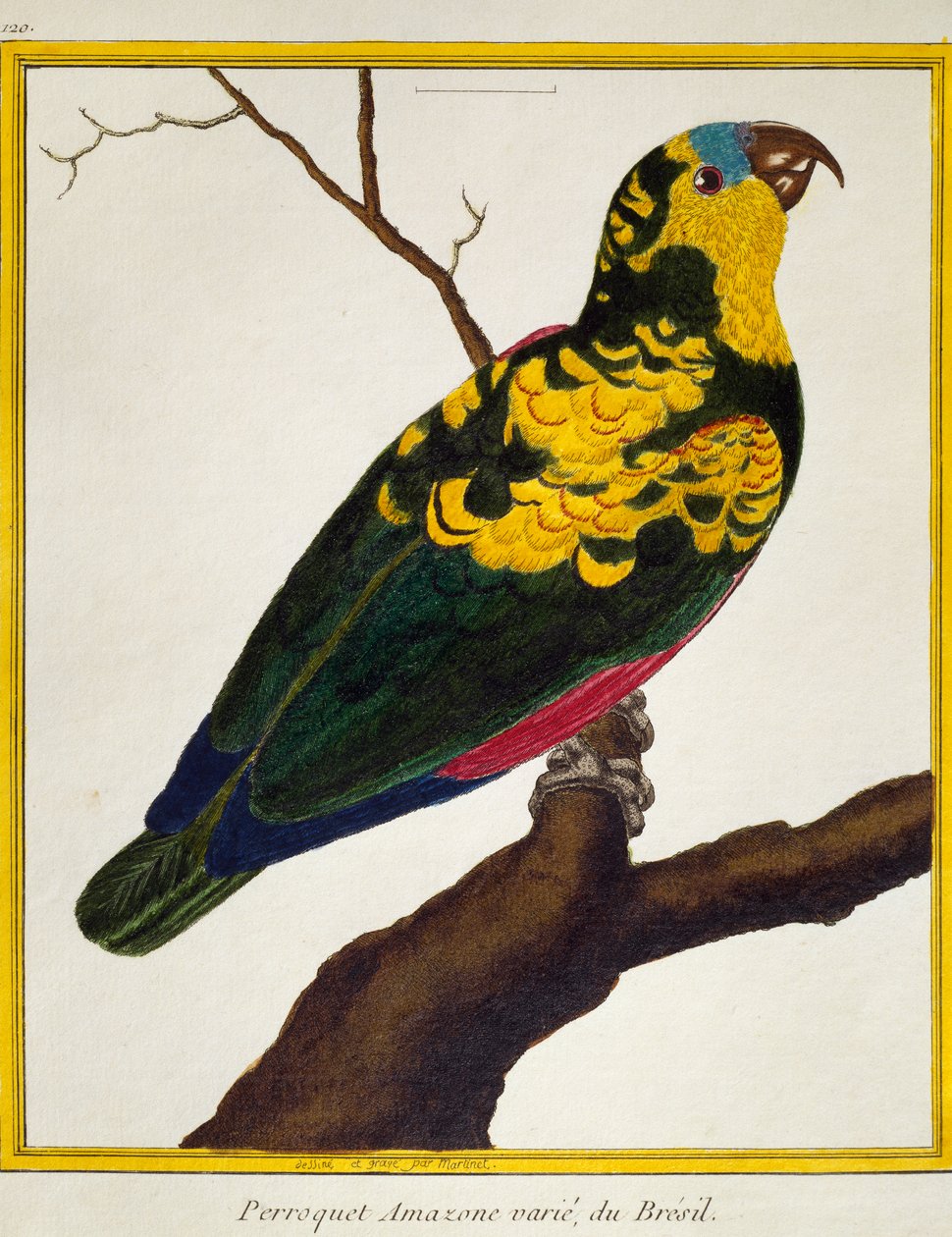 Blåfrontpapegøye (Amazona aestiva), fra Natural History of Birds av Francois Nicolas Martinet