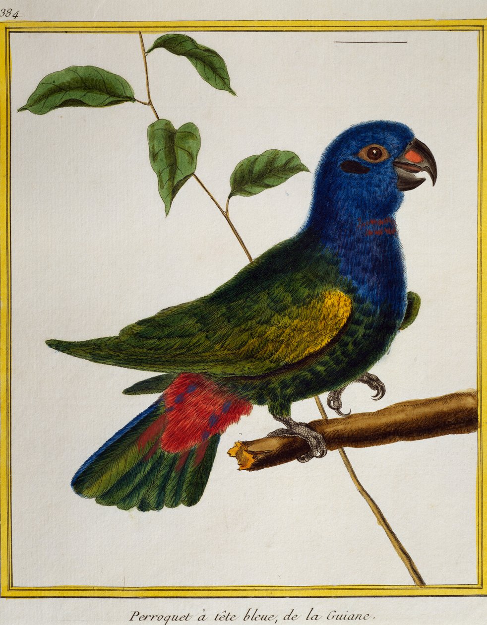 Blåhodet papegøye (Pionus menstruus), fra Natural History of Birds av Francois Nicolas Martinet