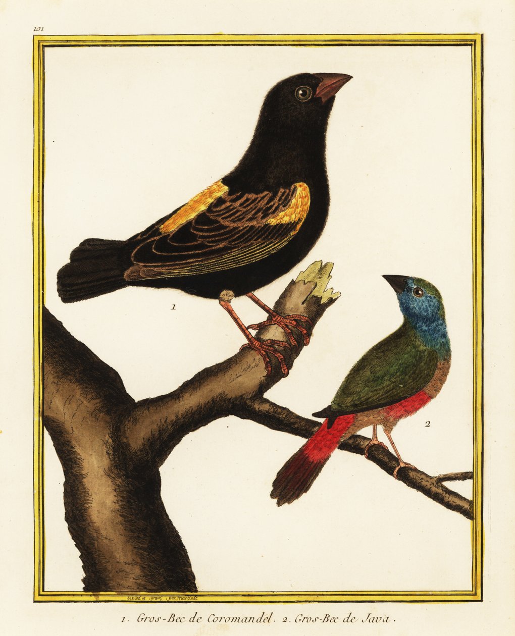 Kappbiskop, Euplectes capensis 1, og nøstehalepapegøyefink, Erythrura prasina 2 av Francois Nicolas Martinet