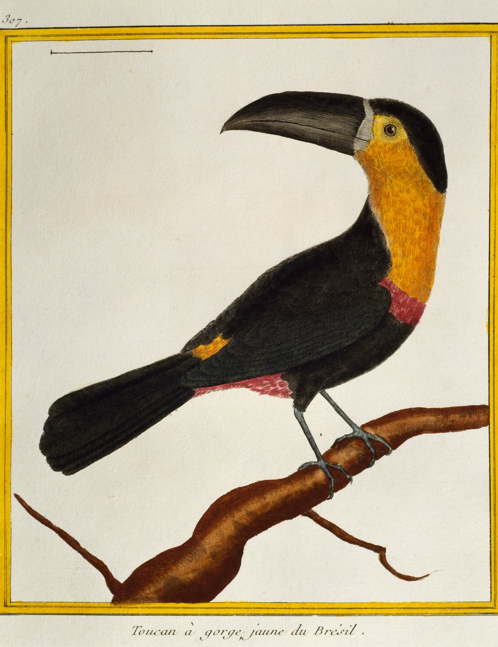 Kanalnebbtukan (Ramphastos vitellinus), fra Natural History of Birds av Francois Nicolas Martinet