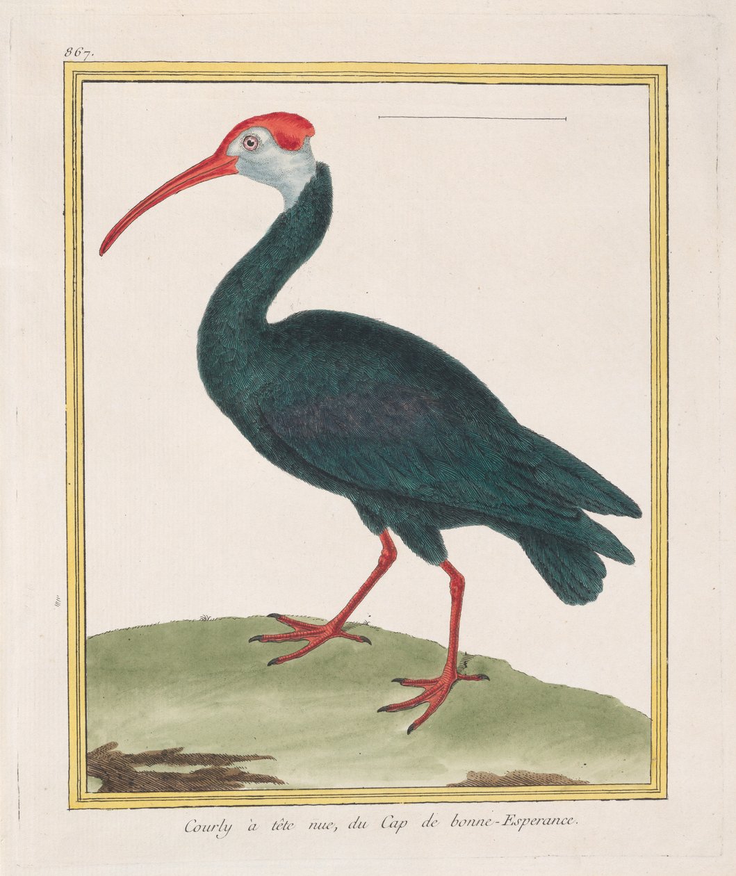 Barhodet Courly, fra Kapp det gode håp Bald Ibis fra Kapp det gode håp, 1770-86. av Francois Nicolas Martinet