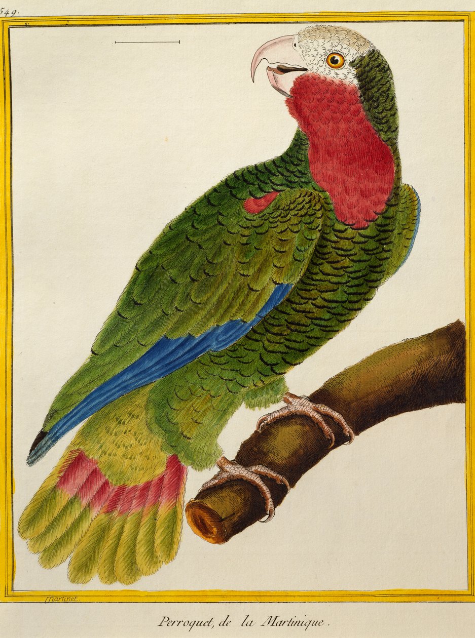 Kubansk papegøye (Amazona leucocephala), fra Natural History of Birds av Francois Nicolas Martinet