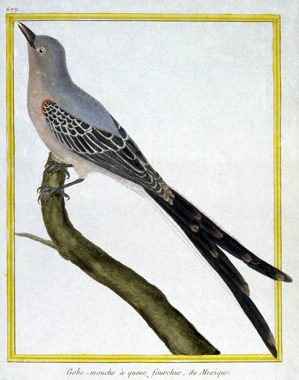 Fluer av Francois Nicolas Martinet