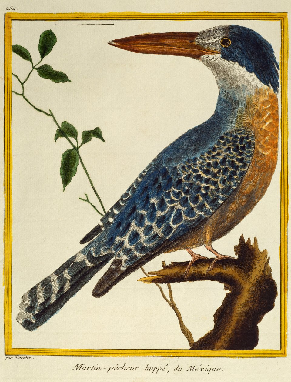 Giant Kingfisher (Megaceryle maxima), fra Natural History of Birds av Francois Nicolas Martinet