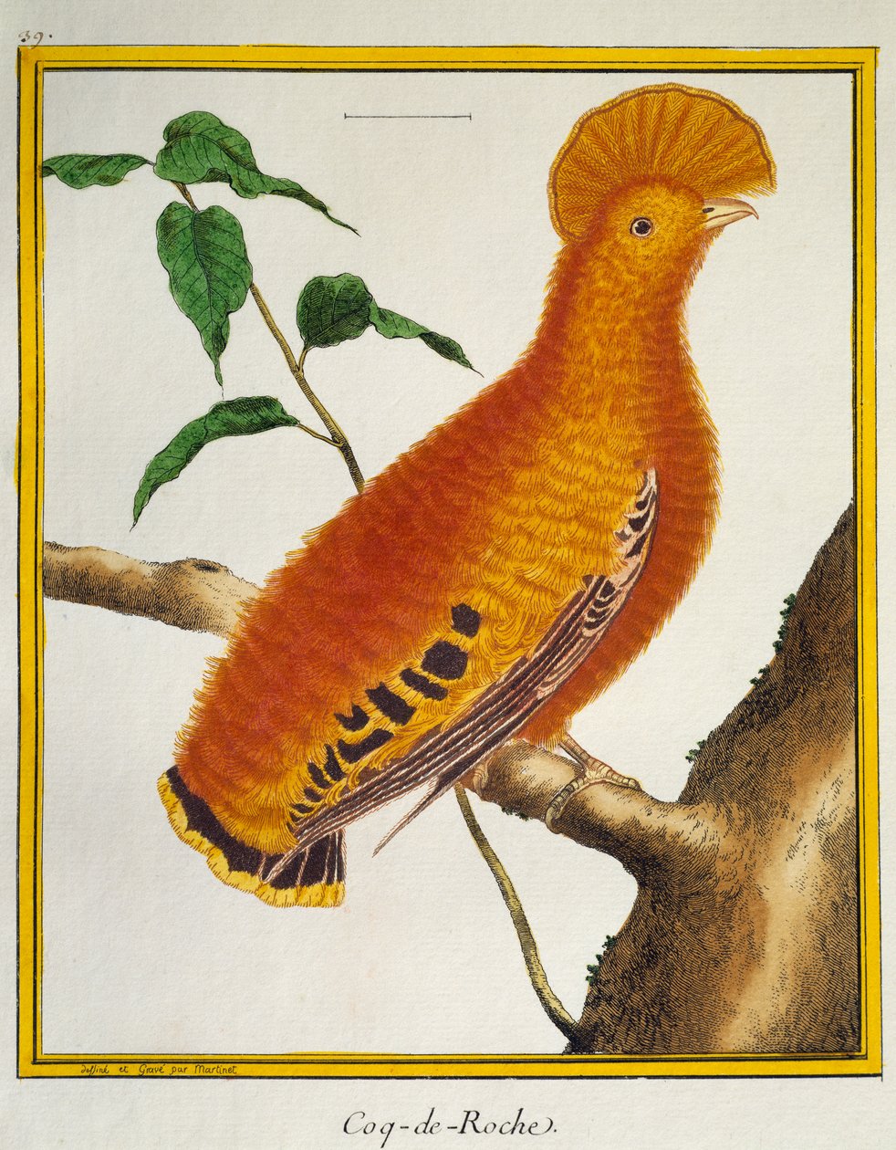Guianan Cock-of-the-rock (Rupicola rupicola), fra Natural History of Birds av Francois Nicolas Martinet
