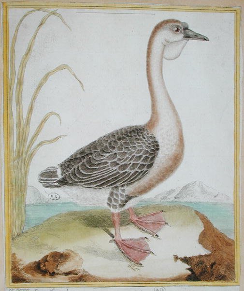 Guinea Duck, fra 