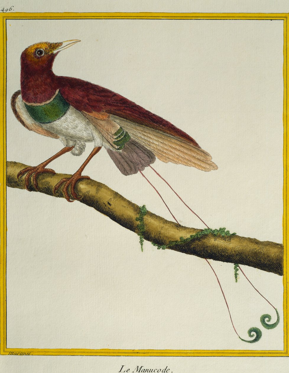 Konge-paradisfugl (Cicinnurus regius), fra Natural History of Birds av Francois Nicolas Martinet