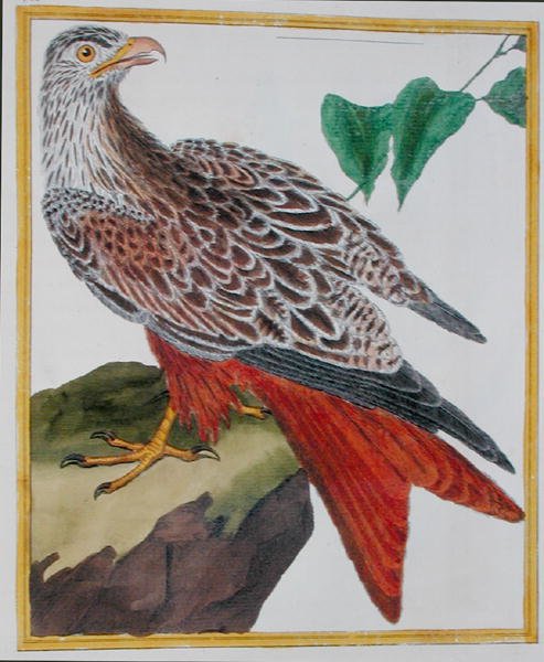 Kite, fra 