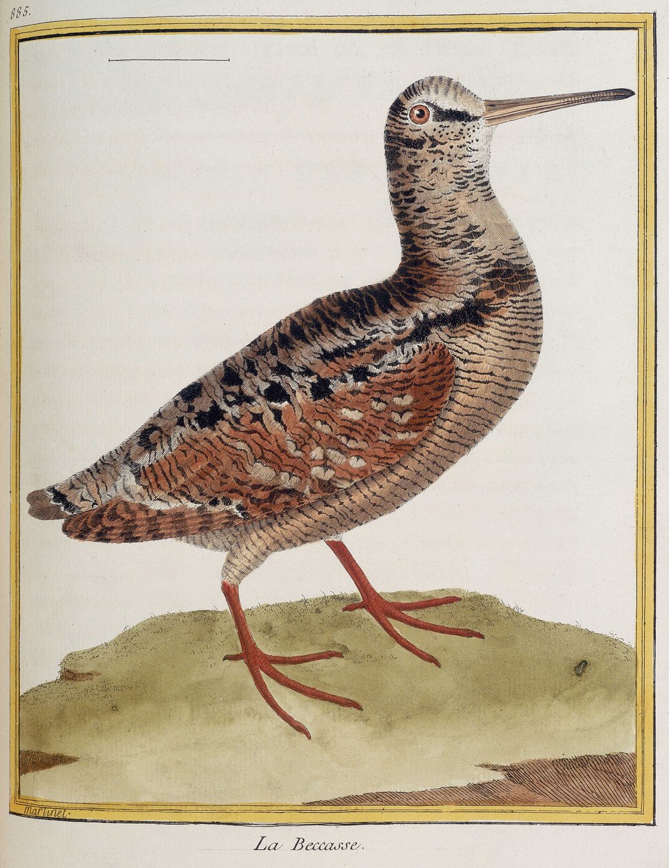 ""La becasse"", plate 885 av zoologi hentet fra ""History of birds"" av Francois Nicolas Martinet av Francois Nicolas Martinet