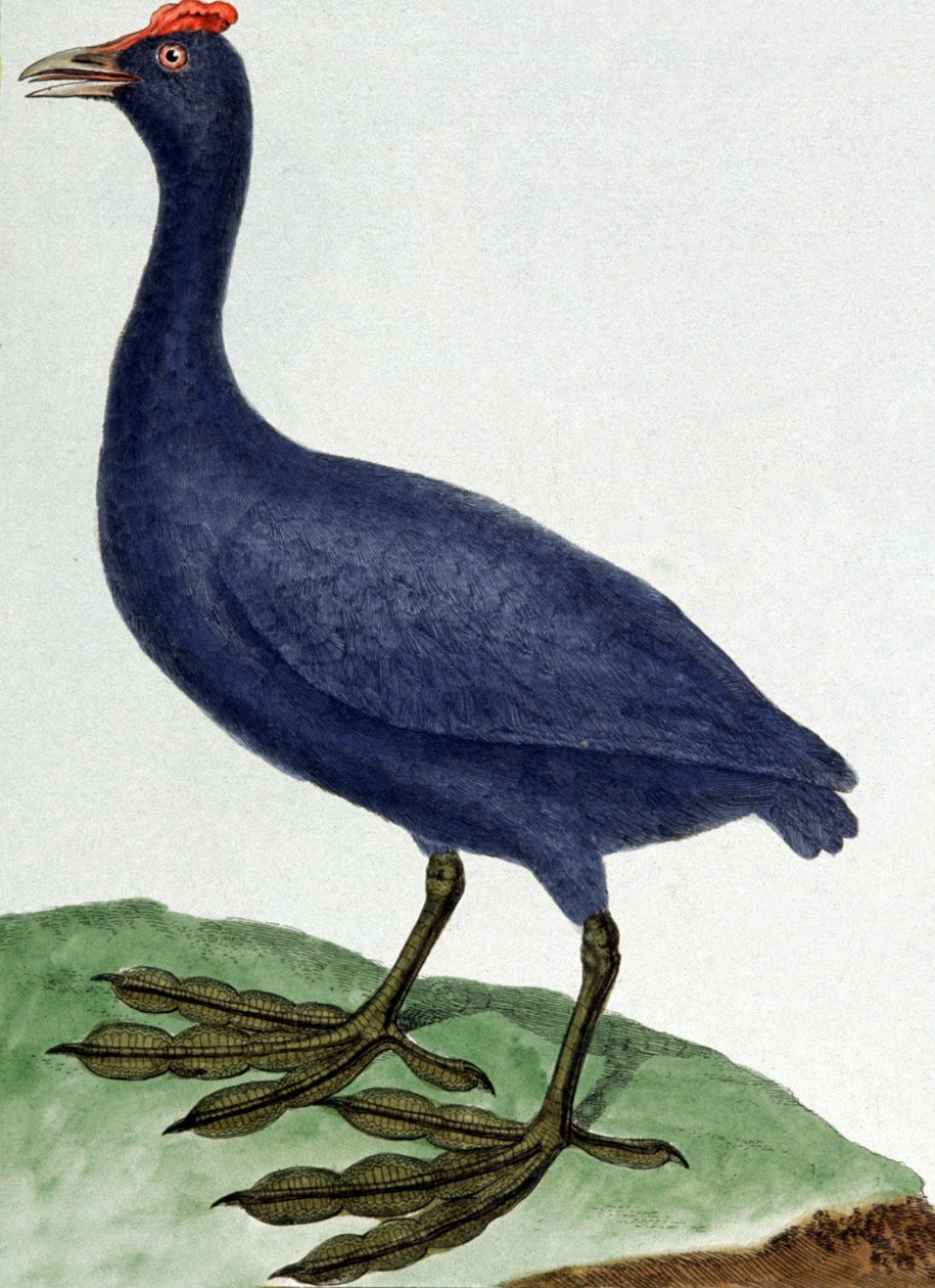 Madagaskar av Francois Nicolas Martinet