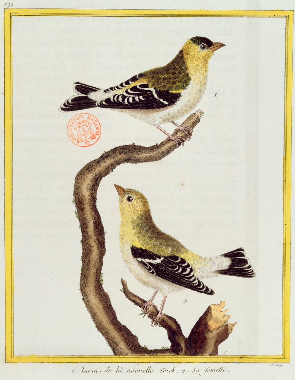 Et par siskins, fra 