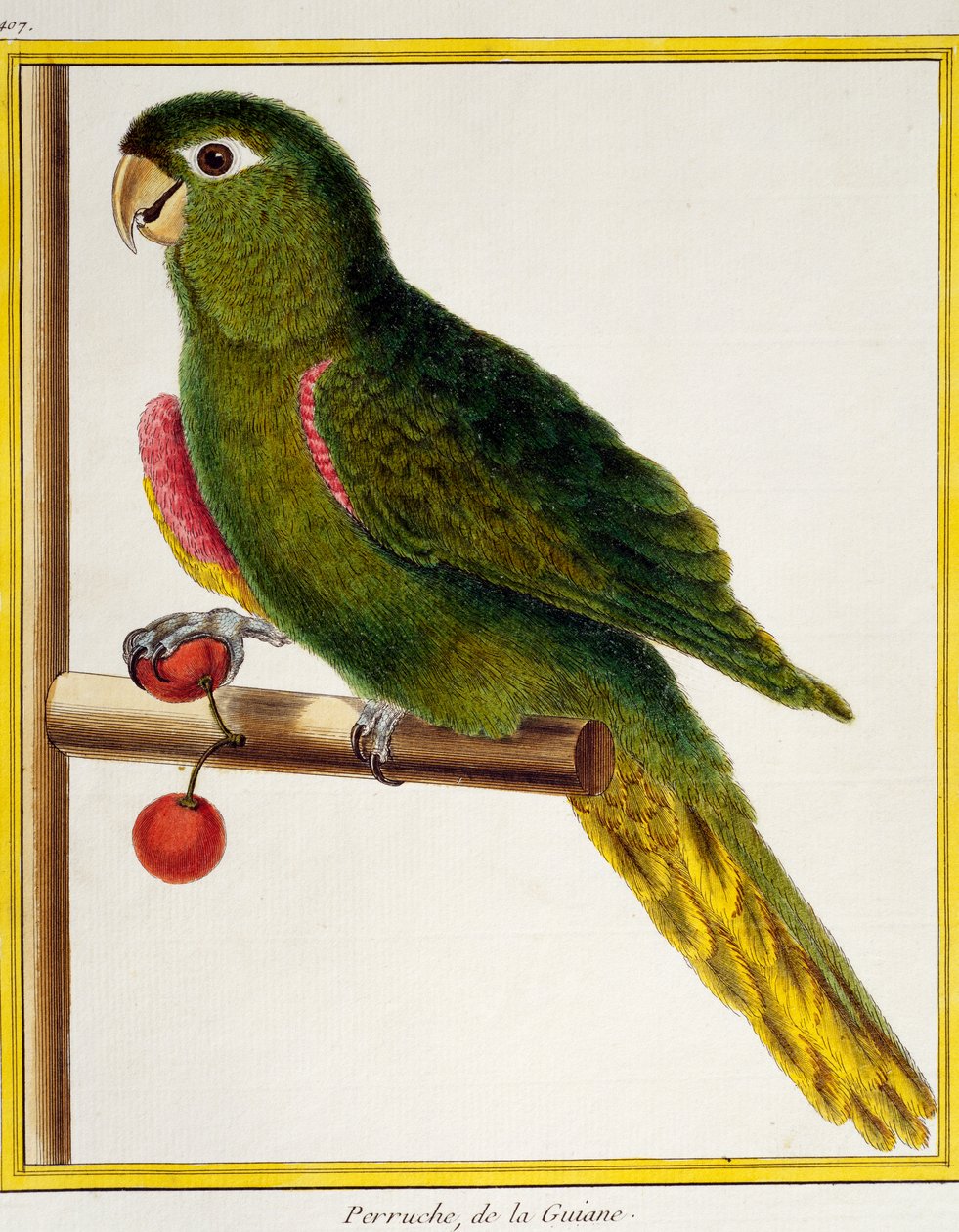 Rødskuldret ara (Diopsittaca nobilis), fra Natural History of Birds av Francois Nicolas Martinet
