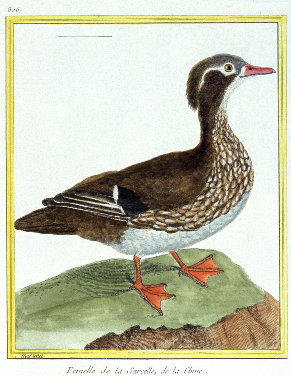 Vitenskap. zoologi. Kinesisk blågrønn. Gravering av Francois Nicolas Martinet i: Natural History of Birds, av Georges Louis Leclerc de Buffon, Frankrike, ca. 1777 (fargegravering) av Francois Nicolas Martinet
