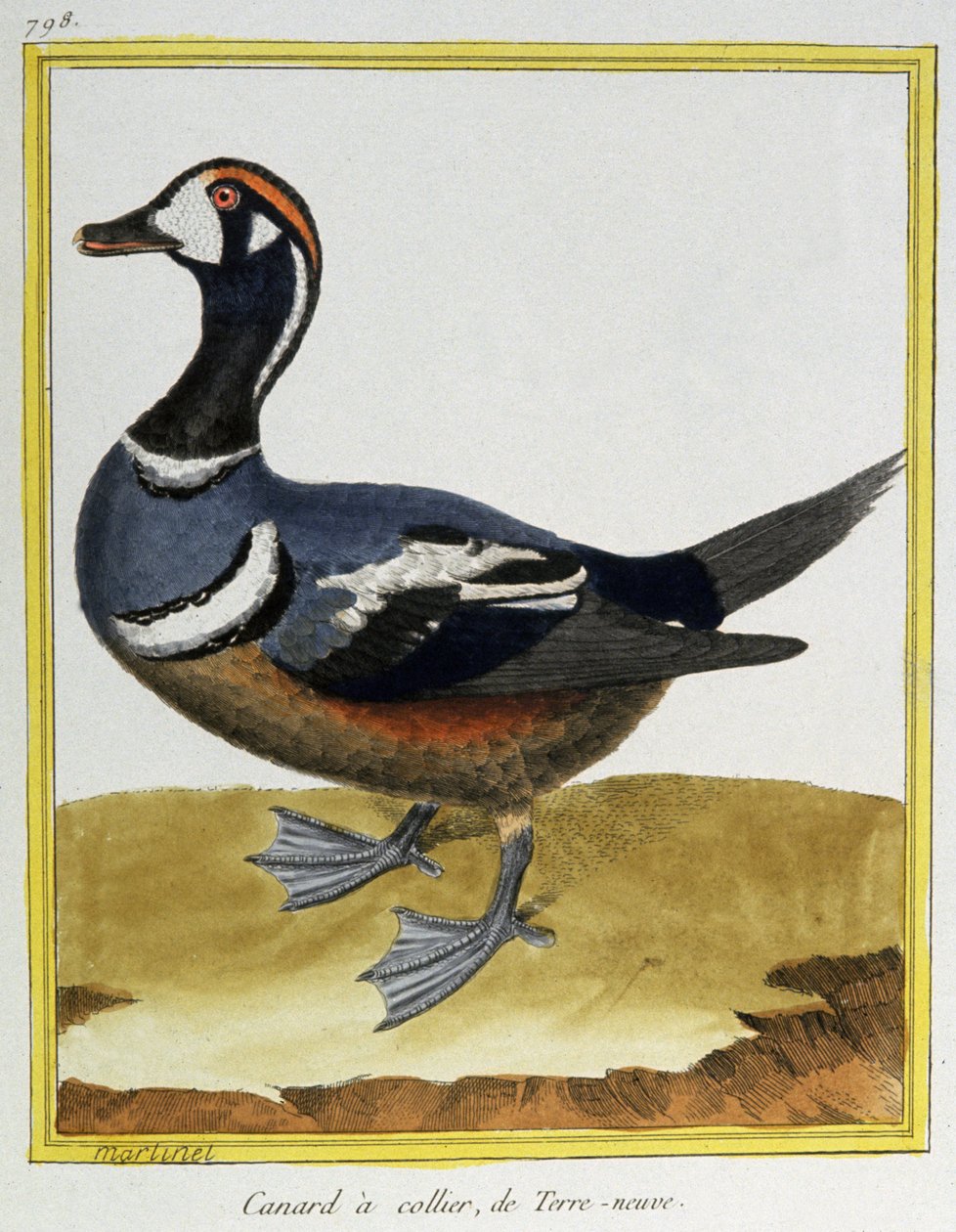 Vitenskap. zoologi. And fra Newfoundland. Gravering av Francois Nicolas Martinet i: Natural History of Birds, av Georges Louis Leclerc de Buffon, Frankrike, ca. 1777 (fargegravering) av Francois Nicolas Martinet