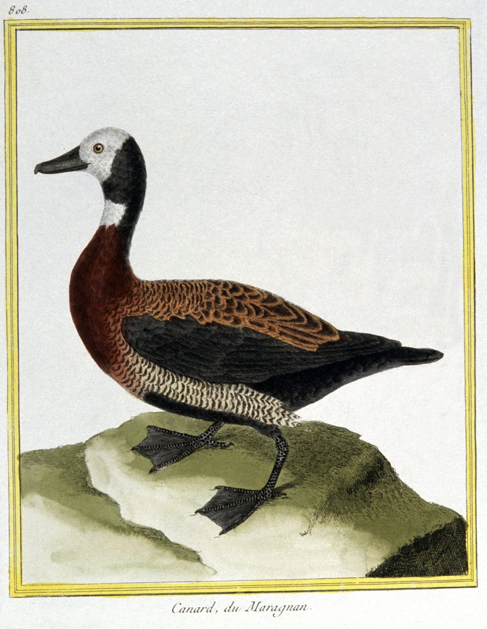 Vitenskap. zoologi. Den eurasiske peren. Gravering av Francois Nicolas Martinet i: Natural History of Birds, av Georges Louis Leclerc de Buffon, Frankrike, ca. 1777 (fargegravering) av Francois Nicolas Martinet