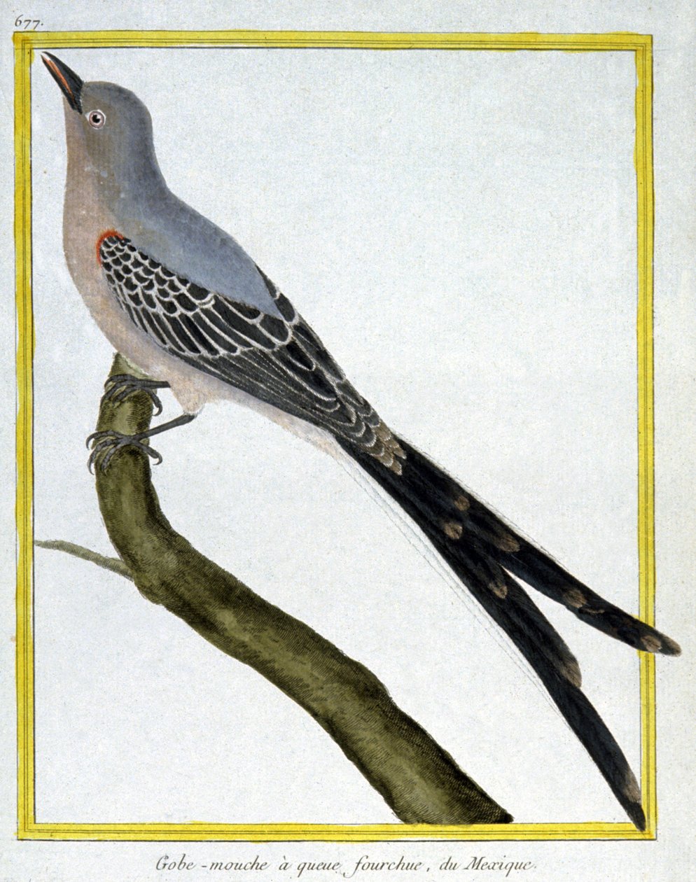 Vitenskap. zoologi. Fluesnapper fra Mexico. Gravering av Francois Nicolas Martinet i: Natural History of Birds, av Georges Louis Leclerc de Buffon, Frankrike, ca. 1777 (fargegravering) av Francois Nicolas Martinet