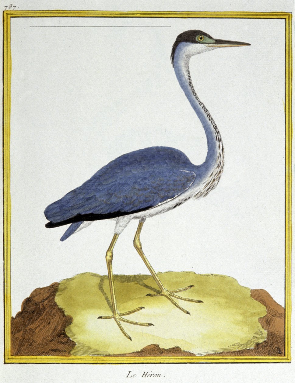 Vitenskap. zoologi. Hegre. Gravering av Francois Nicolas Martinet i: Natural History of Birds, av Georges Louis Leclerc de Buffon, Frankrike, ca. 1777 (fargegravering) av Francois Nicolas Martinet