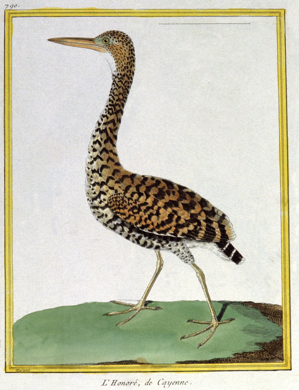 Vitenskap. zoologi. Heron of Cayenne (Fransk Guyana). Gravering av Francois Nicolas Martinet i: Natural History of Birds, av Georges Louis Leclerc de Buffon, Frankrike, ca. 1777 (fargegravering) av Francois Nicolas Martinet