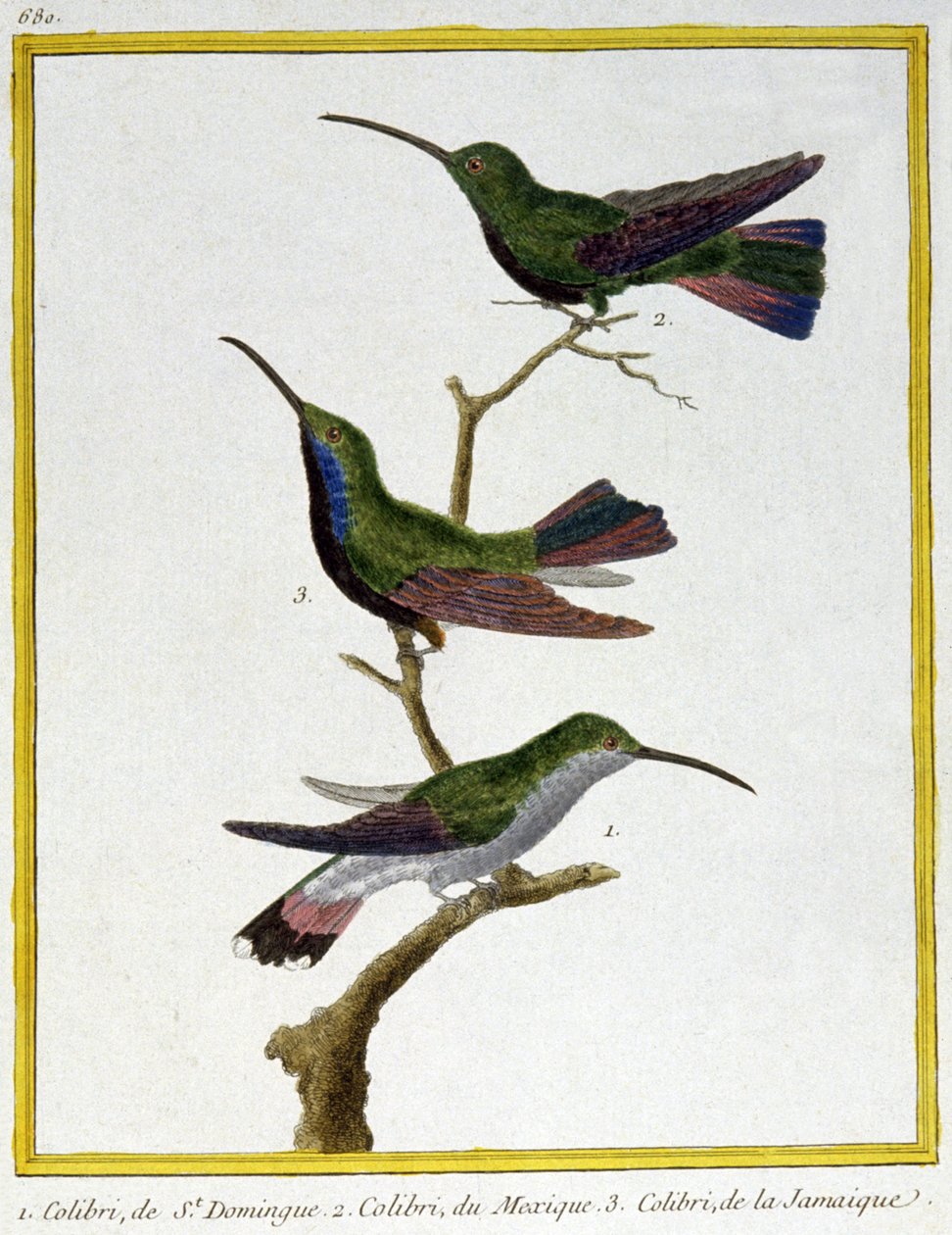 Vitenskap. zoologi. Hummingbird fra Santo Domingo, Mexico og Jamaica. Gravering av Francois Nicolas Martinet i: Natural History of Birds, av Georges Louis Leclerc de Buffon, Frankrike, ca. 1777 (fargegravering) av Francois Nicolas Martinet
