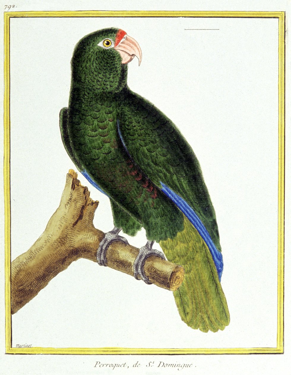 Vitenskap. zoologi. Papegøye av Santo Domingo. Gravering av Francois Nicolas Martinet i: Natural History of Birds, av Georges Louis Leclerc de Buffon, Frankrike, ca. 1777 (fargegravering) av Francois Nicolas Martinet