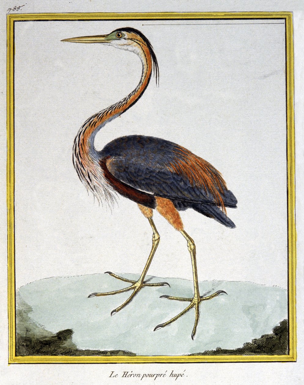 Vitenskap. zoologi. Lilla hegre. Gravering av Francois Nicolas Martinet i: Natural History of Birds, av Georges Louis Leclerc de Buffon, Frankrike, ca. 1777 (fargegravering) av Francois Nicolas Martinet