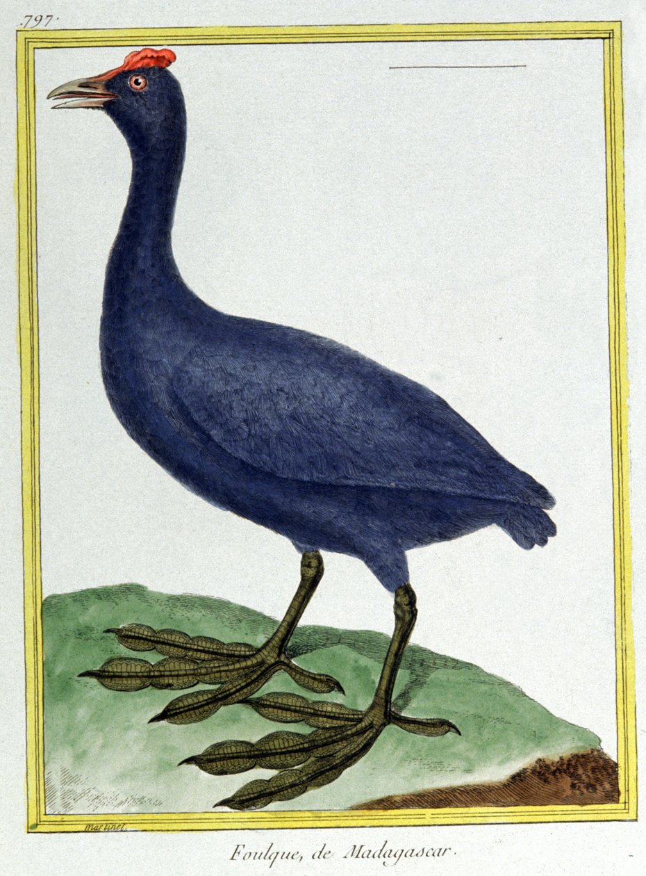 Vitenskap. zoologi. Rød knott tulling (fra Madagaskar). Gravering av Francois Nicolas Martinet i: Natural History of Birds, av Georges Louis Leclerc de Buffon, Frankrike, ca. 1777 (fargegravering) av Francois Nicolas Martinet