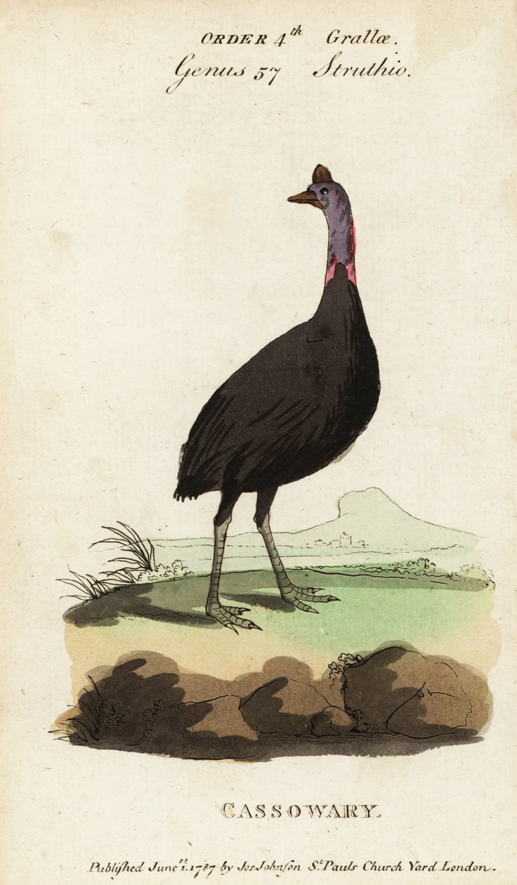 Sørlig kasuar, Casuarius casuarius av Francois Nicolas Martinet
