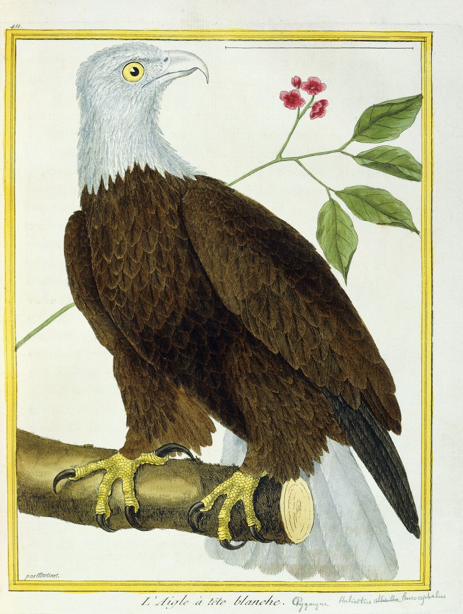 Hvithodeørn, ca. 1770-1786 av Francois Nicolas Martinet